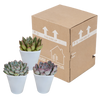 Echeveria mix 8.5 cm - 3x - in witte pot