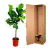 Ficus Lyrata plant XXL - 150 cm - ø30