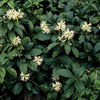 60x Pachysandra term. 'Green Sheen' - ↕10-25cm - Ø9cm