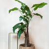 Kunstplant - Alocasia - Olifantsoor - 180 cm