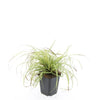 48x Carex oshim. 'Evergold'  - ↕10-25cm - Ø9cm
