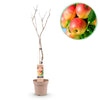 Green boutiQ - Fruitplant - Appelplant - Malus domestica Jonagold - Geel groene Appel - Pot 21cm Hoogte 90cm