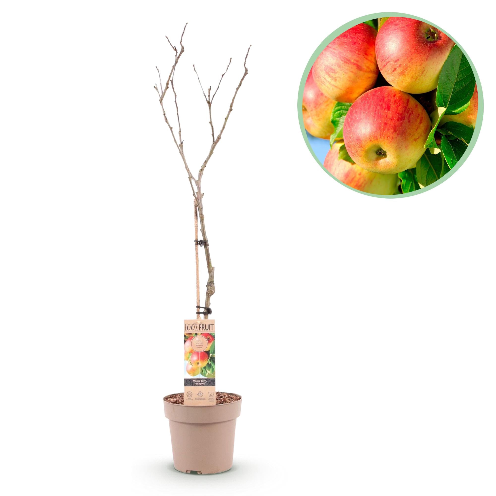 Green boutiQ - Fruitplant - Appelplant - Malus domestica Jonagold - Geel groene Appel - Pot 21cm Hoogte 90cm