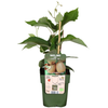 6 x Biologische kiwiplanten - Ø 13 cm - ↨ 20 cm