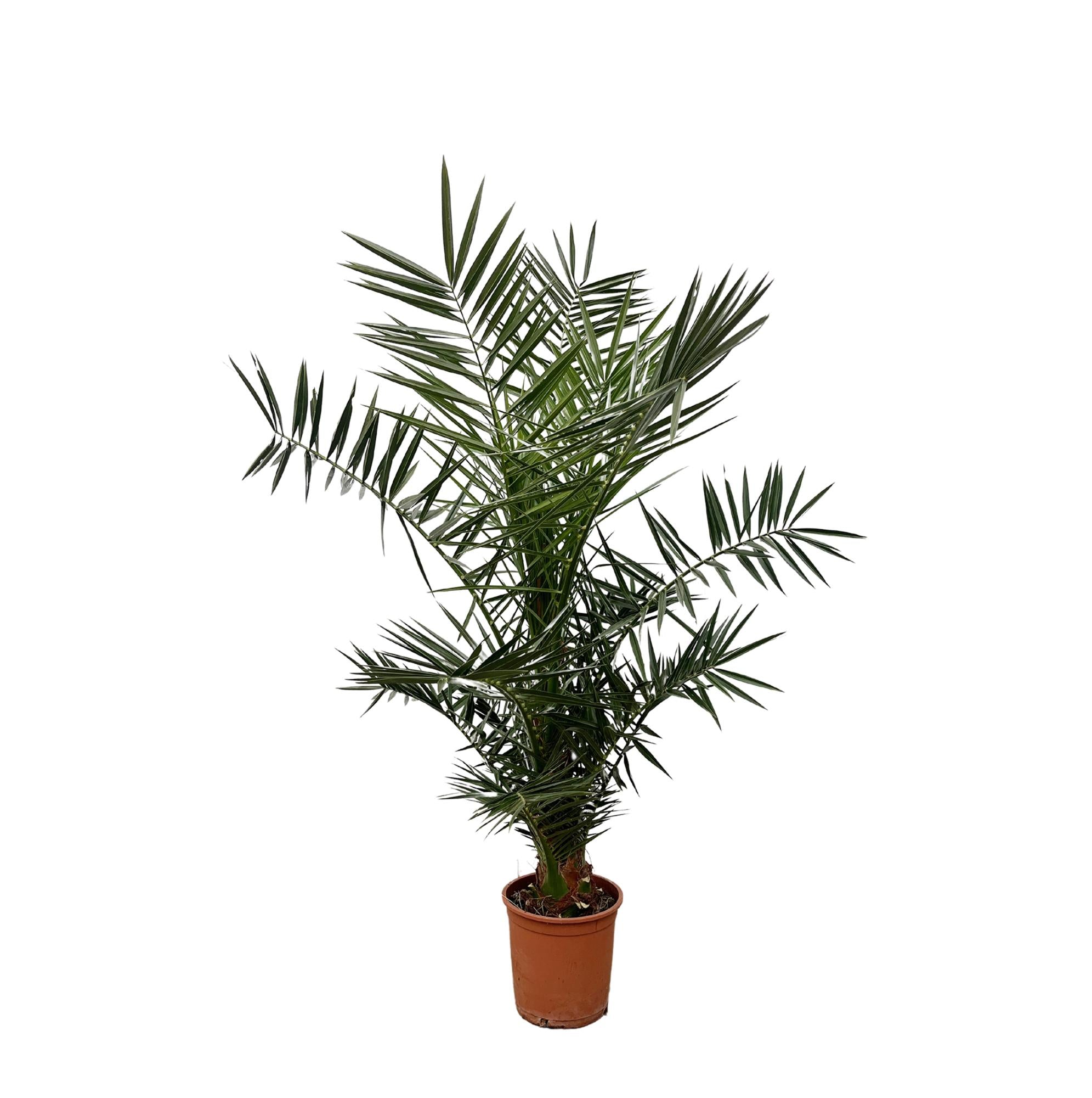Phoenix Canariensis - 140cm- ø21