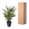 Chamaerops Humilis - 150cm- ø30