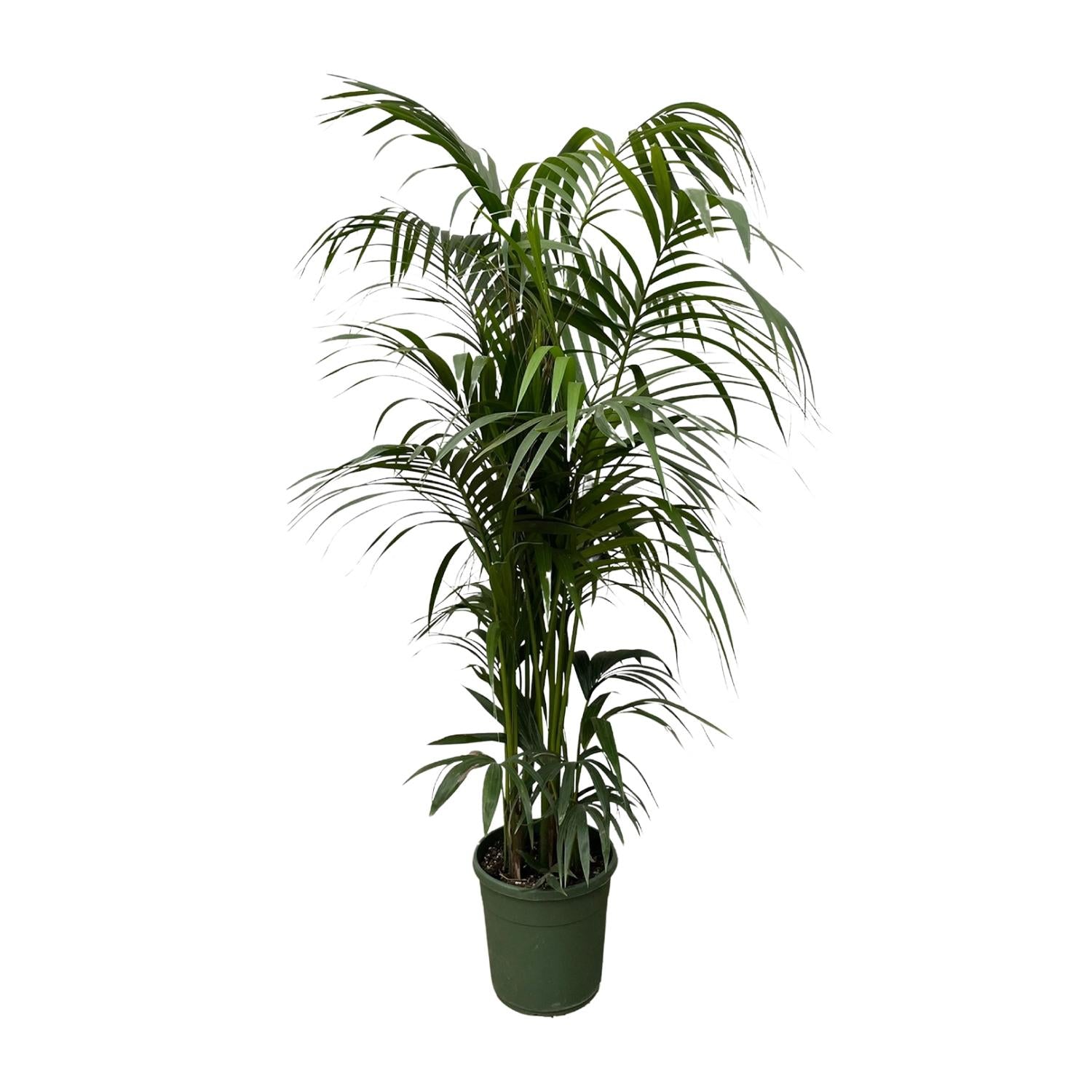 Kentia palm - 220 cm - ø38
