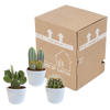 Cactus mix 10.5 cm - 3x - in witte pot