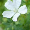 60x Geranium sang. 'Album' - ↕10-25cm - Ø9cm