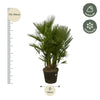 Chamaerops Humilis multi stam - 160 - 180 cm - Ø45cm