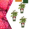 3 x biologische frambozenplanten - Ø 13 cm - ↨ 20 cm