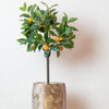 Kunstplant - Citrus Sinensis - Sinaasappelboom - 75 cm