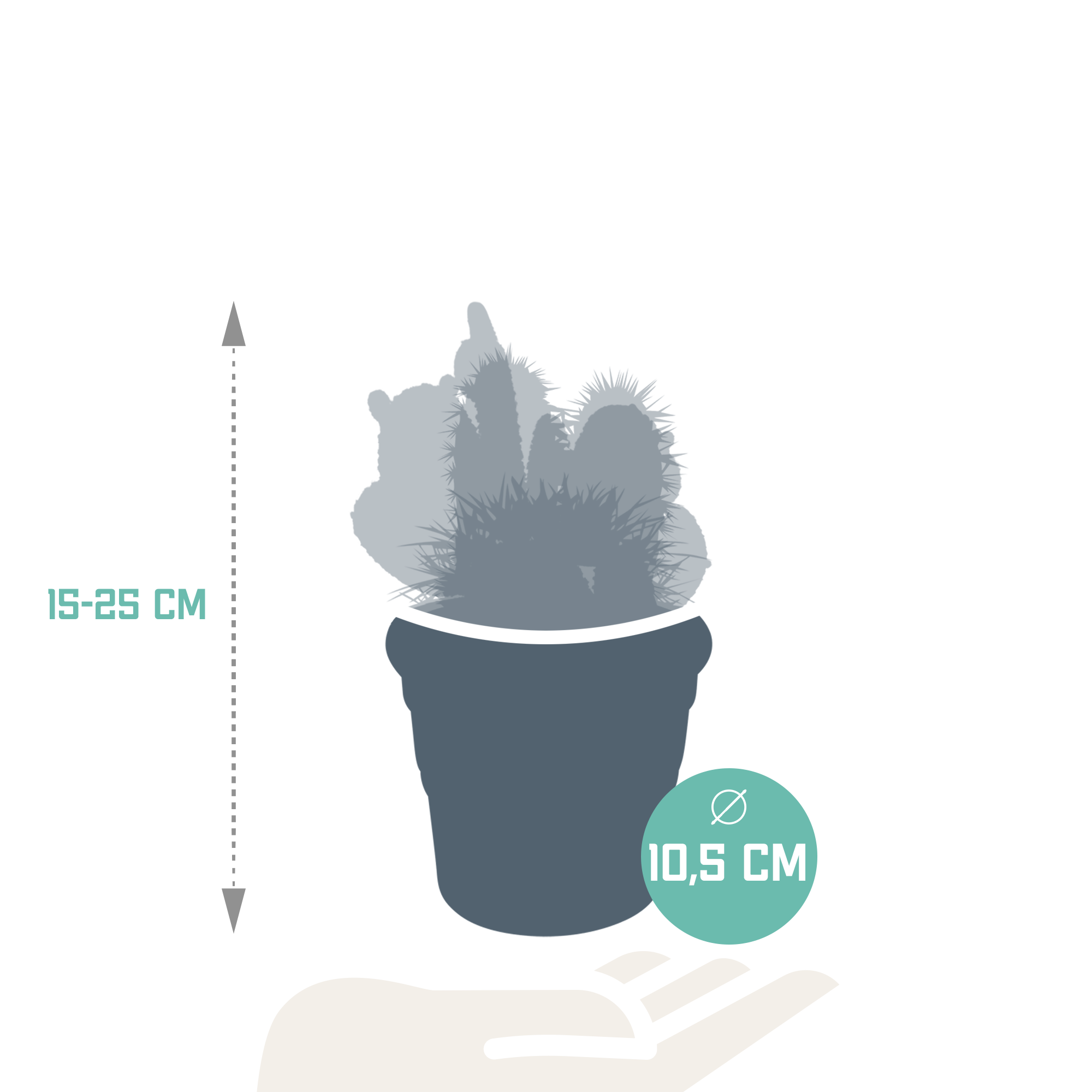Cactus mix 10.5 cm - in terracotta pot - 3x