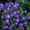 60x Geranium 'Johnson's Blue' - ↕10-25cm - Ø9cm
