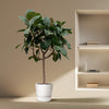 Ficus Elastica Robusta op stam - 190 cm - ø40
