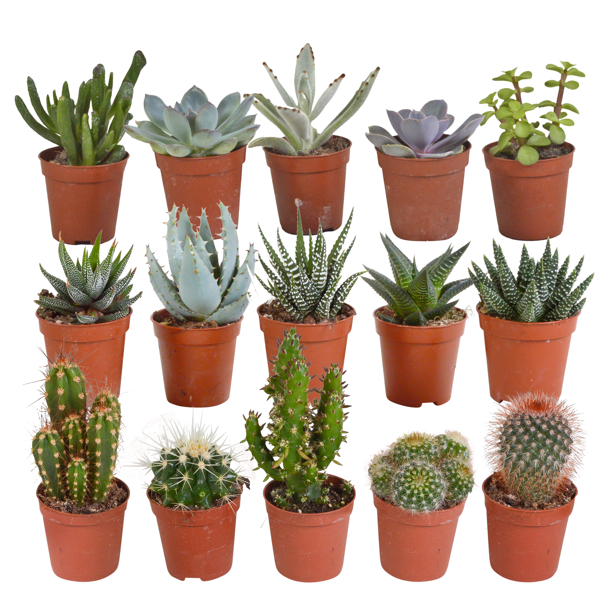 Cactus en vetplanten mix 5.5 cm | 15 stuks - zonder pot