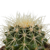 Cactus mix 8.5 -3x - cm in witte pot