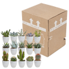 Cactus en vetplanten mix 5.5 cm | 15 stuks - in witte pot