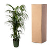 Kentia palm - 220 cm - ø38