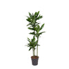 Dracaena Janet Lind - 150-160 cm - ø24