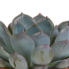 Echeveria mix 8.5 cm - 3x - in terracotta pot