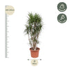 Dracaena Marginata vertakt - 220 cm - ø40