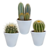 Cactus mix 8.5 -3x - cm in witte pot