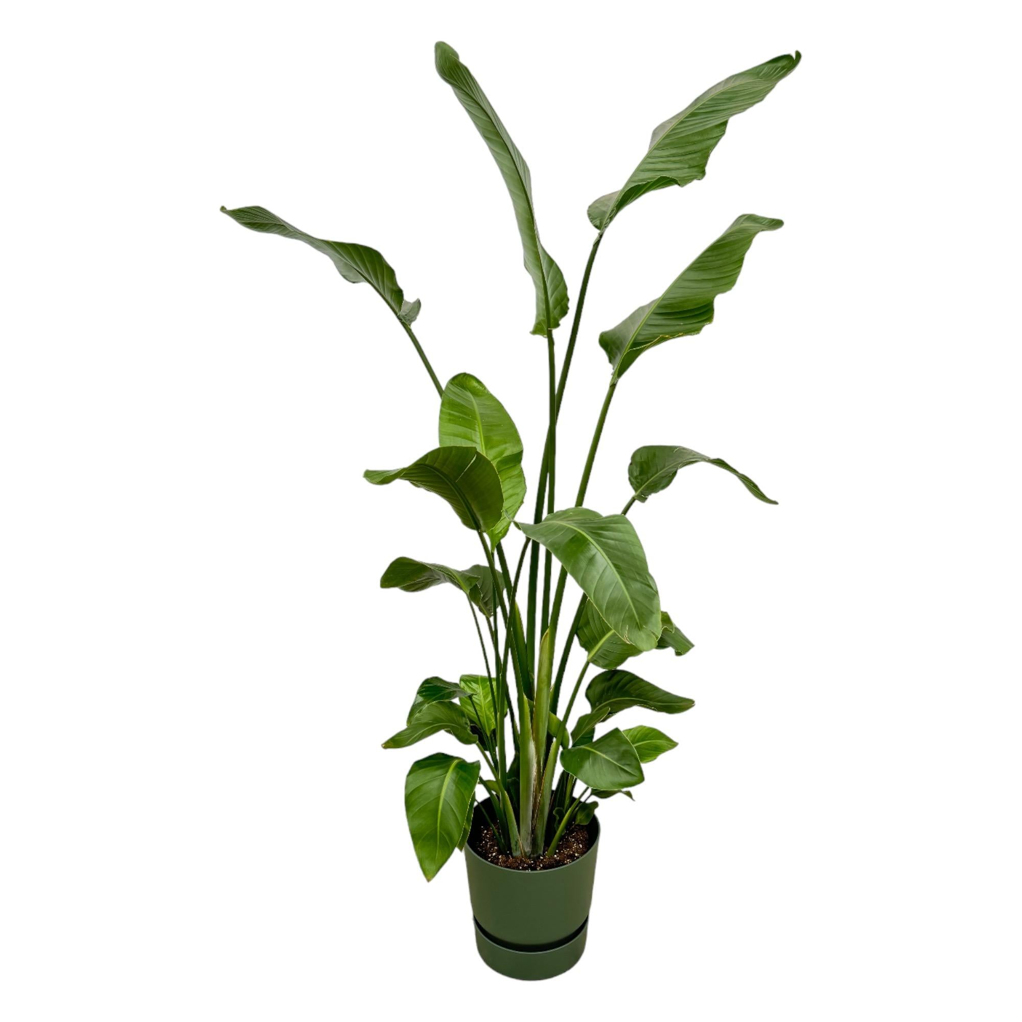 Strelitzia Nicolai inclusief elho Greenville Round groen - 170 cm - Ø30