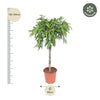 Ficus Amstel King - 130 cm - ø30