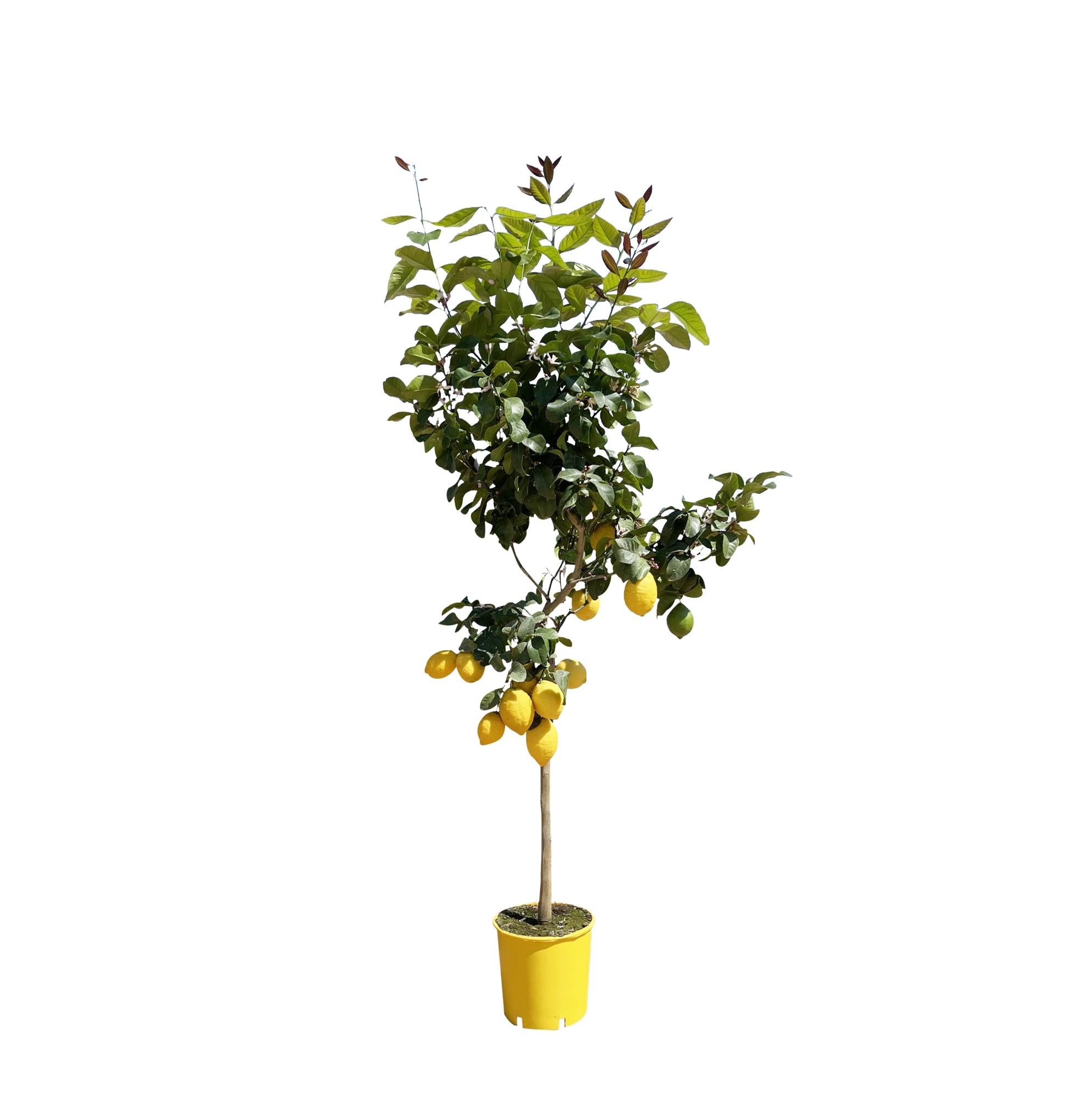 Citroenplant - Fruitplant - 150 cm - ø24