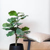 Kunstplant - Ficus Lyrata - Tabaksplant - 90 cm