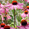 60x Echinacea p. 'Magnus' - ↕10-25cm - Ø9cm