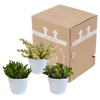 Crassula mix 10,5 cm - 3x - in witte pot