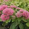 60x Sedum 'Herbstfreude' - ↕10-25cm - Ø9cm