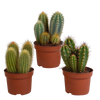 Cereus mix 10,5cm - 3x - zonder pot