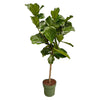 Ficus Lyrata stam - 150 cm - Ø27