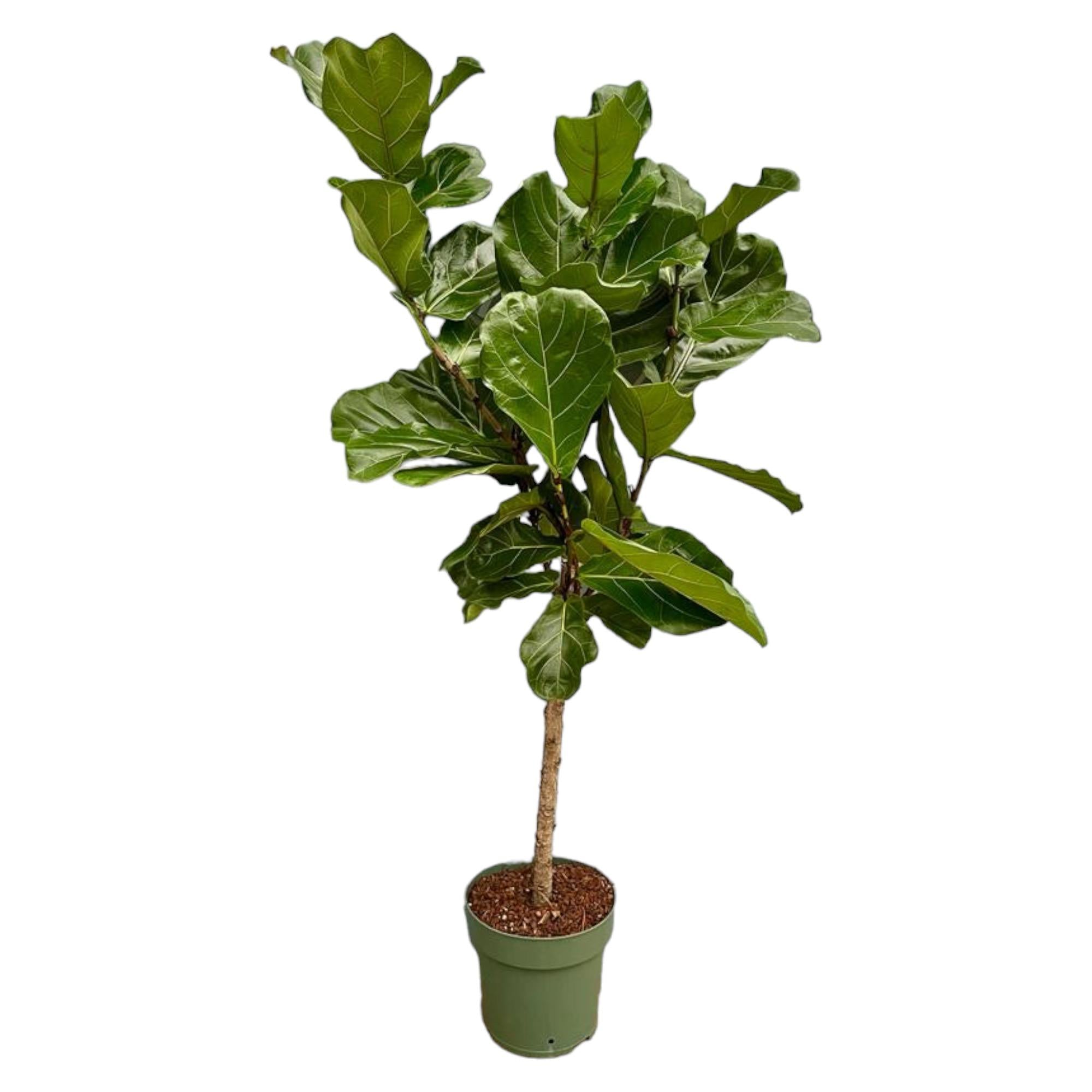 Ficus Lyrata stam - 150 cm - Ø27