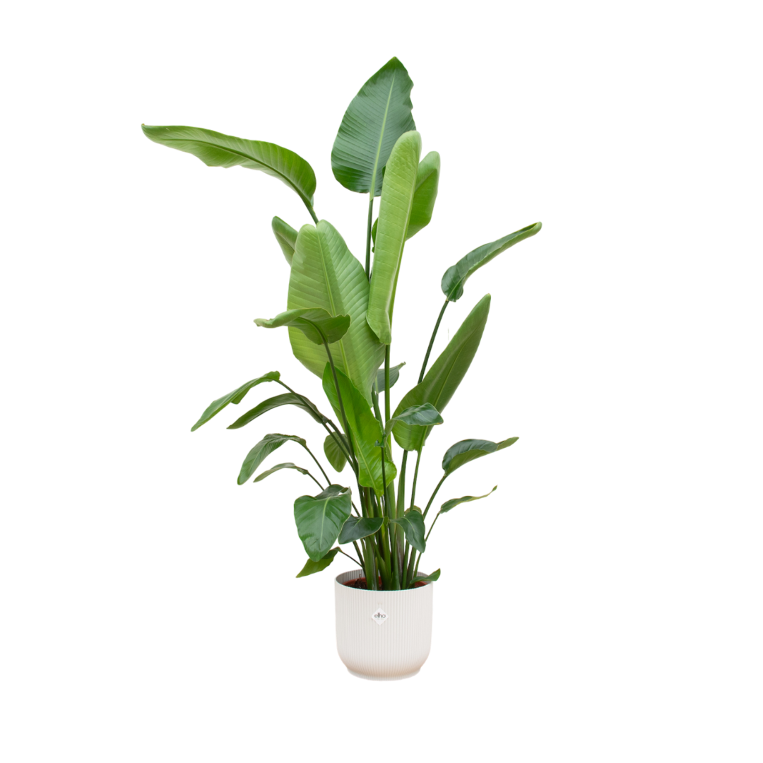 Strelitzia Nicolai inclusief elho Vibes Fold Round wit - 170 cm - Ø30