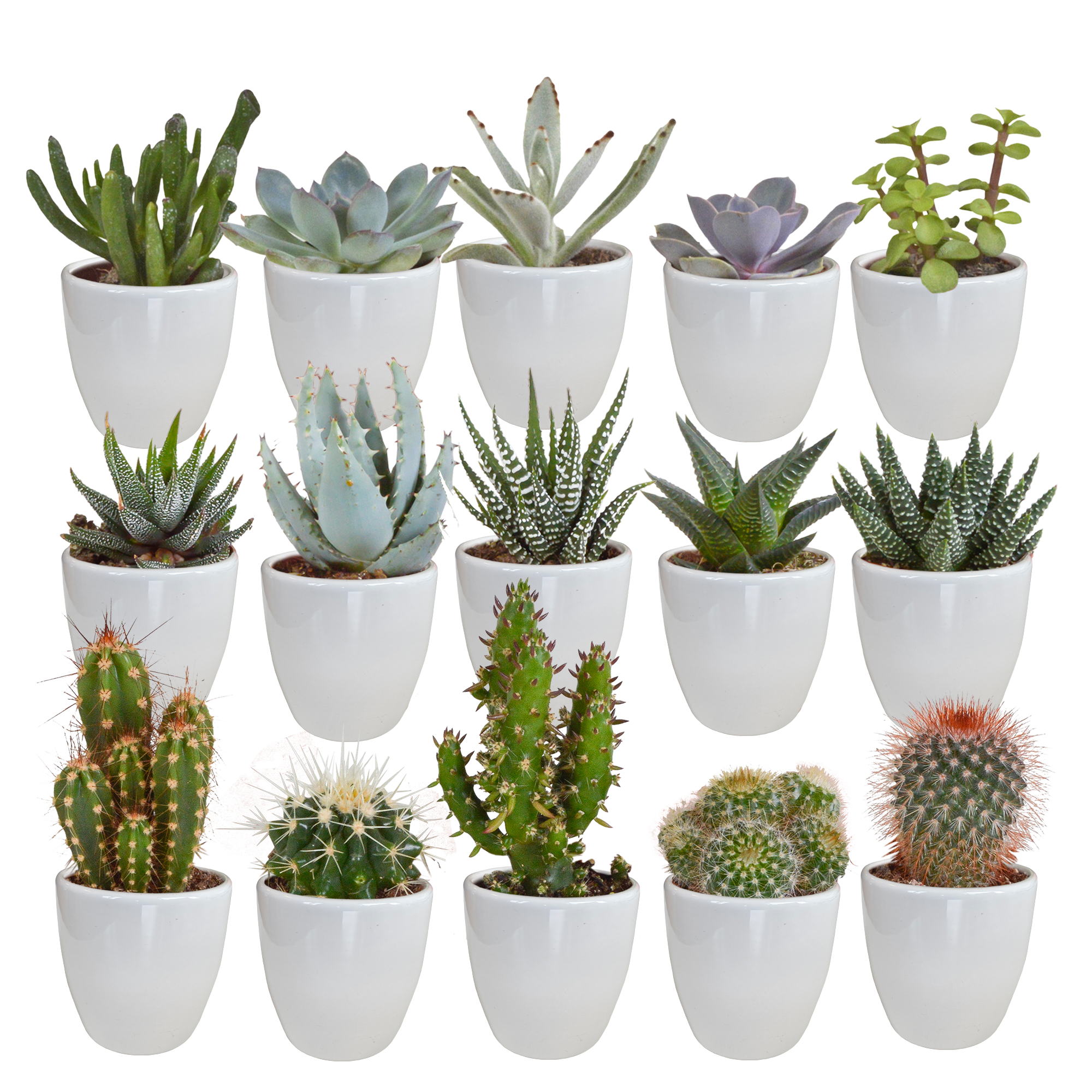 Cactus en vetplanten mix 5.5 cm | 15 stuks - in witte pot