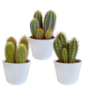 Cereus mix 10,5cm - 3x - in witte pot