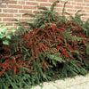60x Cotoneaster horizontalis - ↕10-25cm - Ø9cm