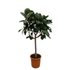Ficus Elastica Robusta op stam - 190 cm - ø40