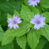 60x Geranium nodosum - ↕10-25cm - Ø9cm