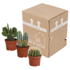 Cactus mix 10.5 cm - 3x - zonder pot