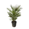 Chamaerops Humilis - 150cm- ø30