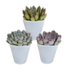 Echeveria mix 8.5 cm - 3x - in witte pot
