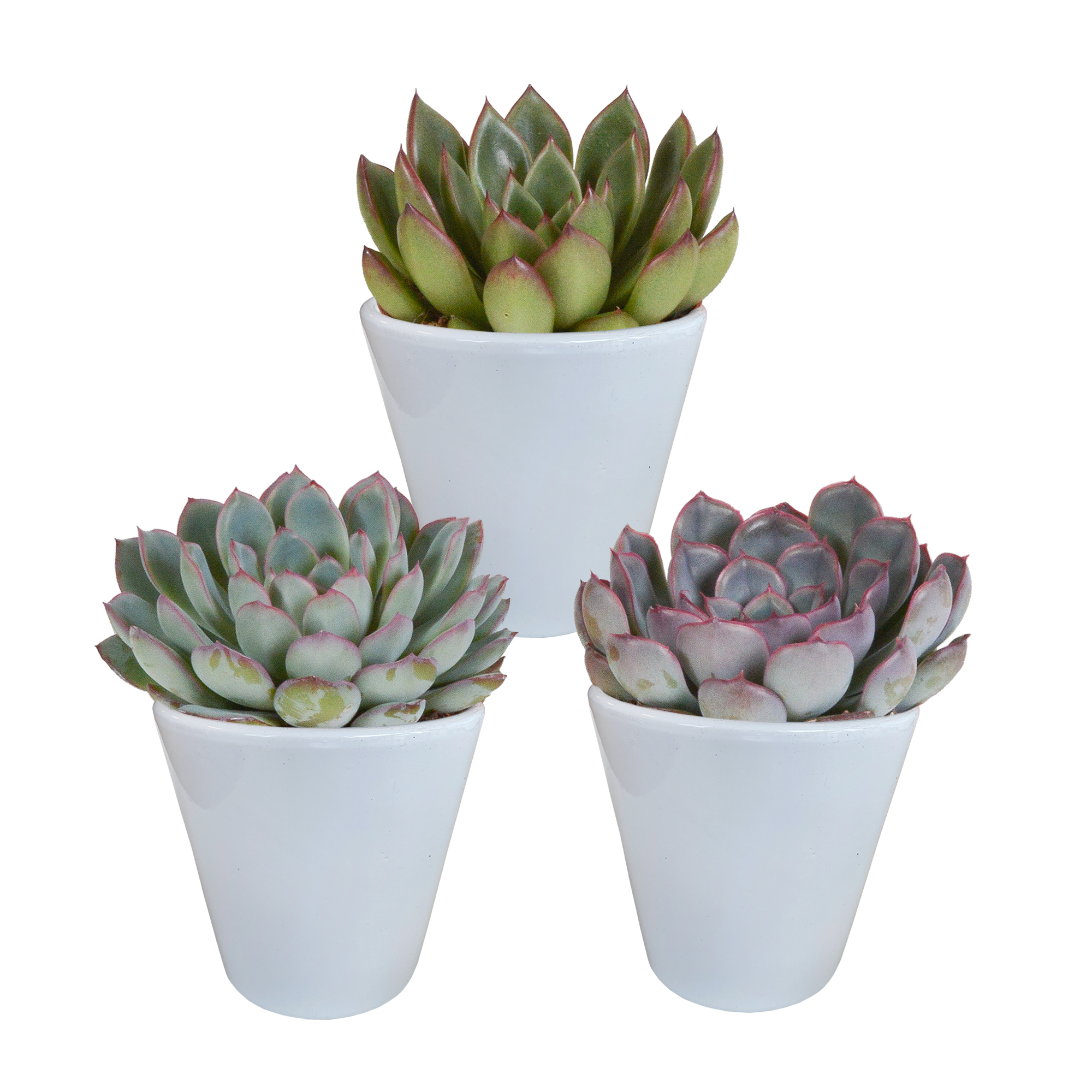 Echeveria mix 8.5 cm - 3x - in witte pot