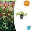 60x Persicaria aff. 'Darjeeling Red' - ↕10-25cm - Ø9cm