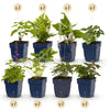 Green boutiQ - Borderpakket - Schaduw - 24 Vaste planten - 3 m2 - Diversen kleuren - Weinig Onderhoud - Pot 11cm