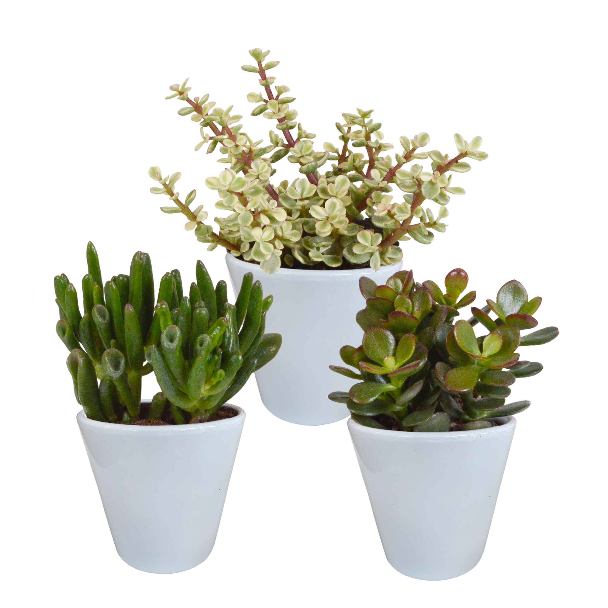 Crassula mix 8.5 cm - 3x - in witte pot
